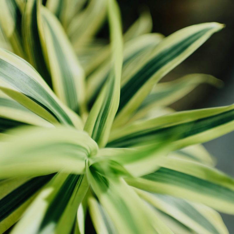 chuttersnap-_tOh9P2UENo-unsplash